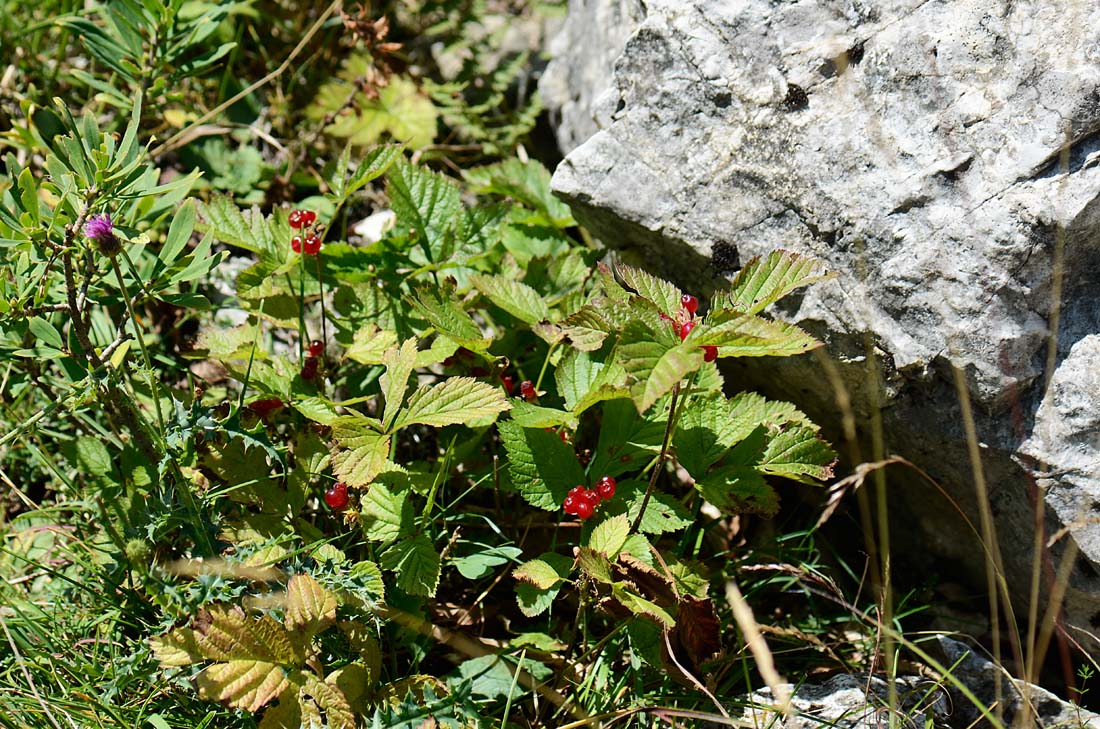 Altre Bacche rosse : Rubus saxatilis